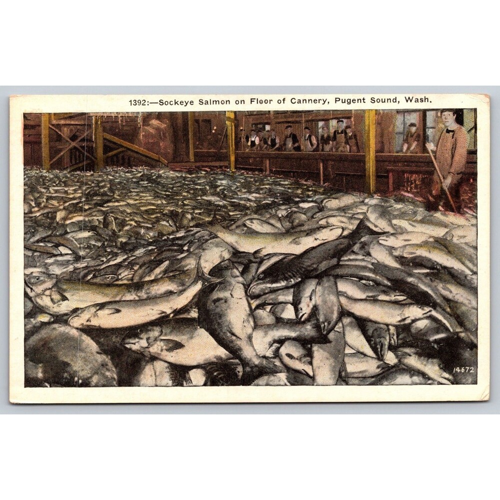 Postcard Washington Pugent Sound Sockeye Salmon Floor of Cannery Unposted c1920s